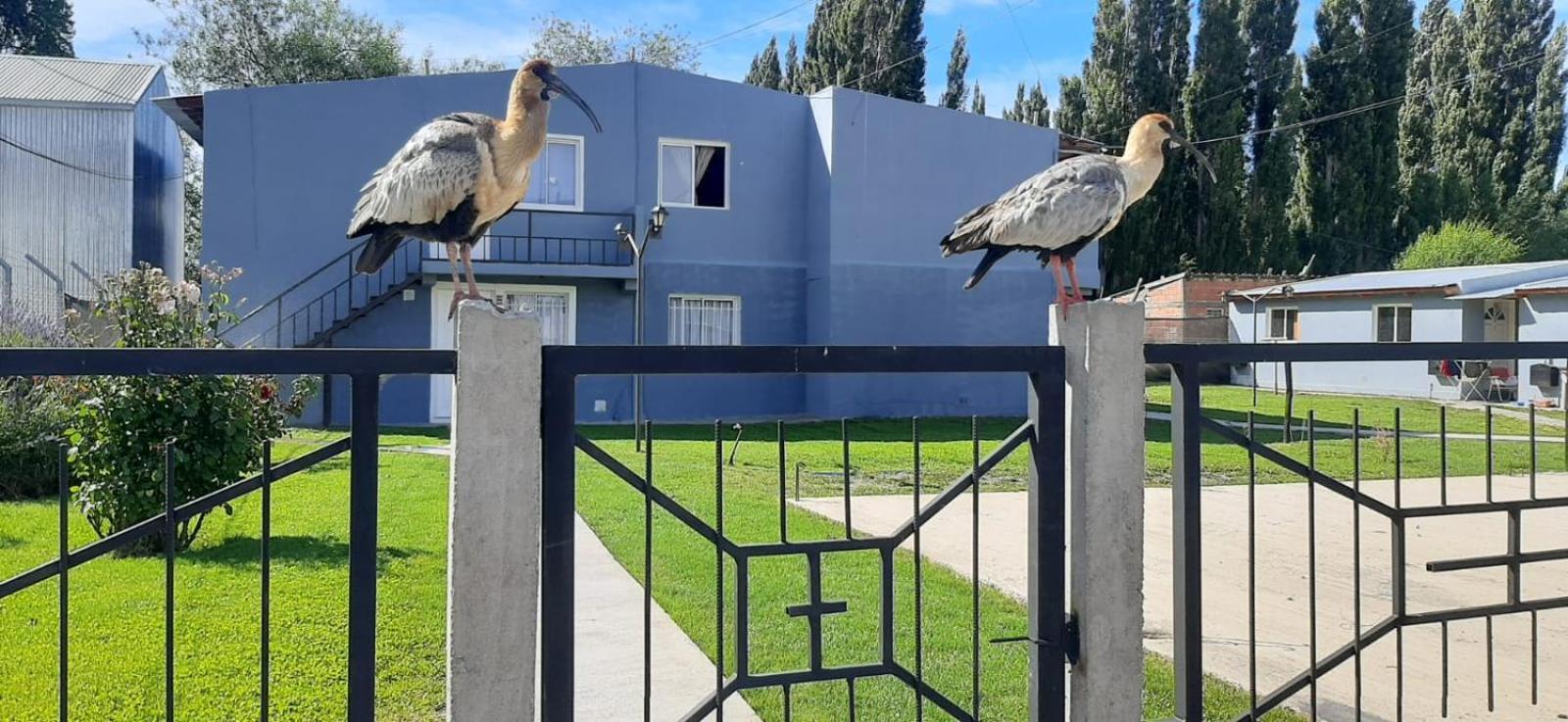 Departamentos Mawer Apartment El Calafate Bagian luar foto